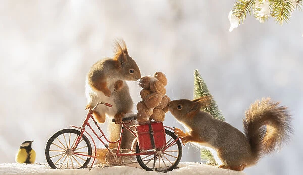red squirrels standing with an bicycle with nuts, snow and titmouse