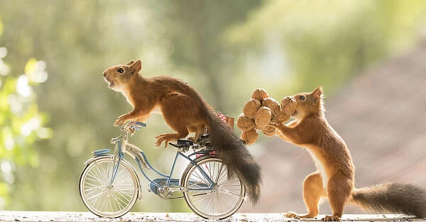 Red Squirrels standing with a bicycle and nuts Date: 03-08-2021