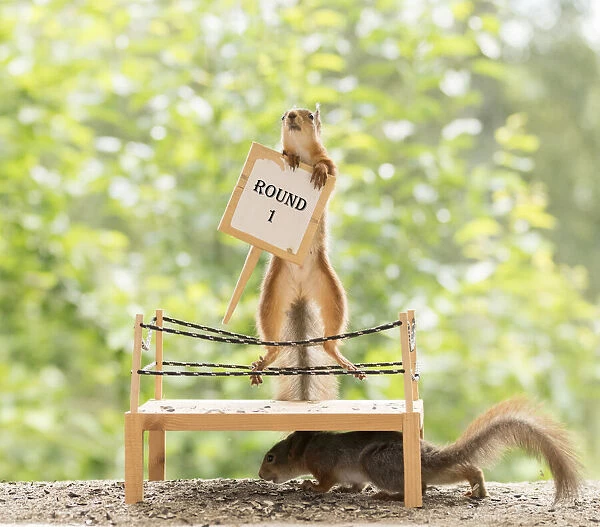 Red Squirrels standing in a boxing ring with first round sign