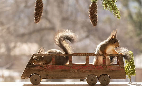 Red Squirrels standing in a bus