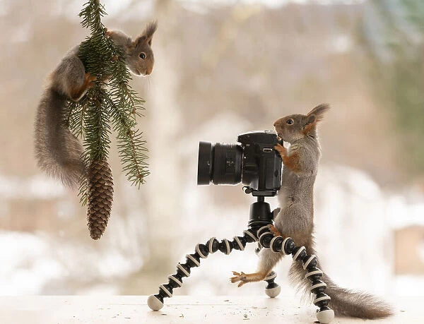Red squirrels standing behind a camera