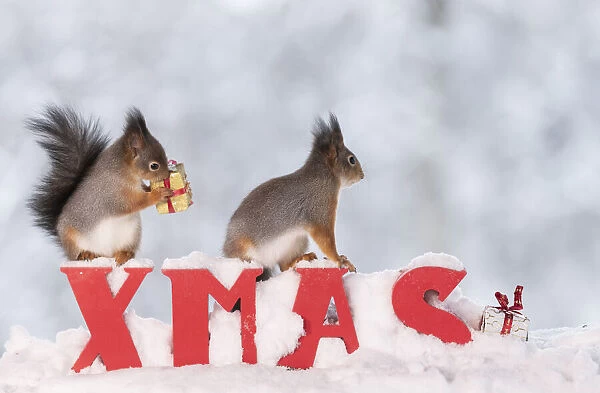 Red squirrels standing on capitals in snowwith a present