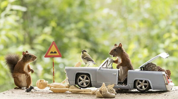 Red Squirrels standing with a car and skeleton Date: 07-08-2021