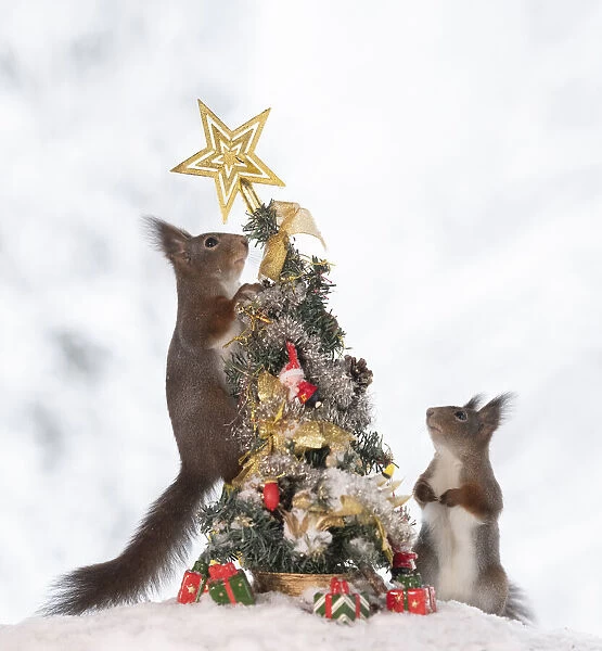 red squirrels standing with and in an Christmas tree