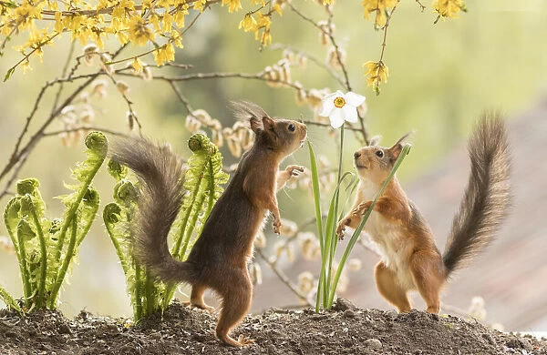 red squirrels are standing with flower Forsythia branches and narcissus Date: 20-05-2021