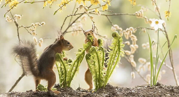 red squirrels are standing with flower Forsythia branches and narcissus