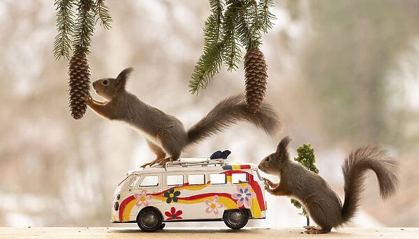Red Squirrels standing with a hippy bus