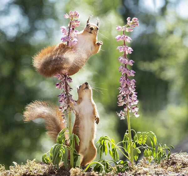 red squirrels standing between lupine flowers