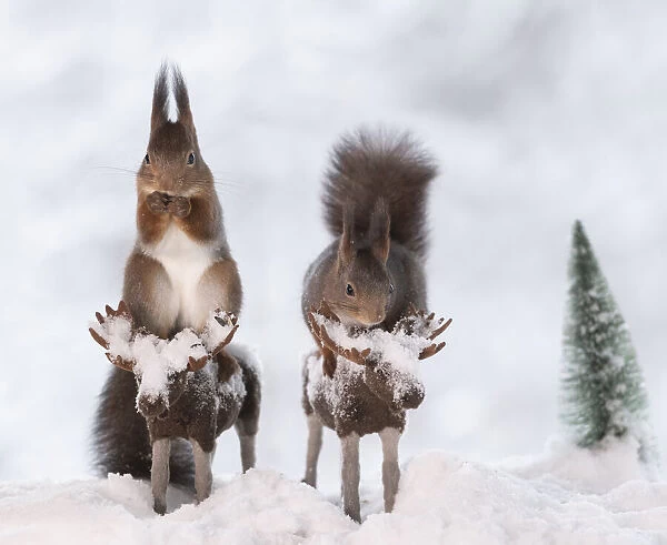 Red squirrels standing on a moose