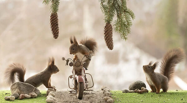 red squirrels standing on and with a motor bike