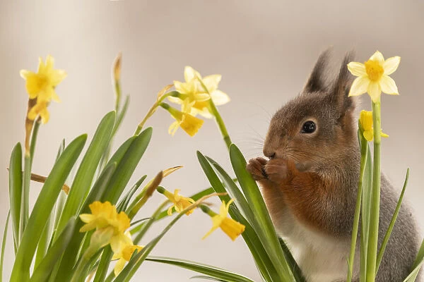 Red Squirrels are standing with narcissus