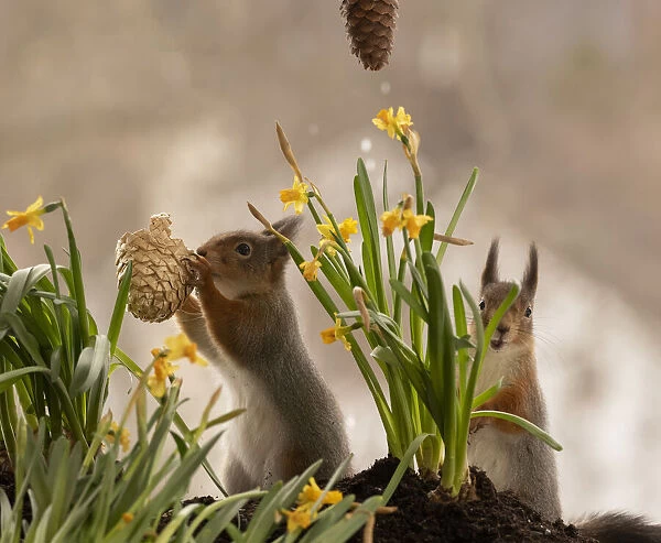 Red Squirrels standing behind narcissus holding a basket