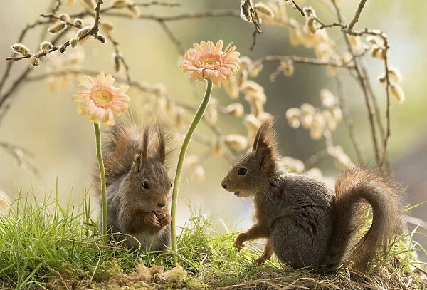 red squirrels standing with pink daisies