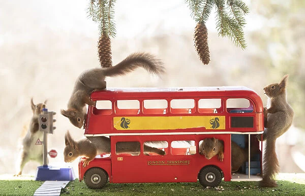 red squirrels are standing in an red london bus