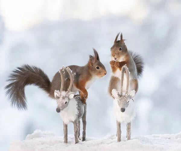 Red squirrels standing on two reindeer