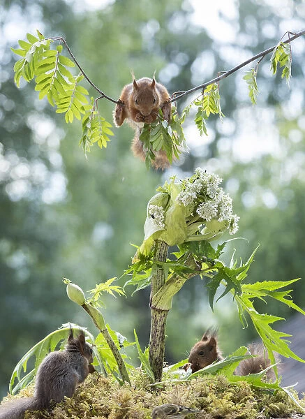 red squirrels standing with a rhubarb flower