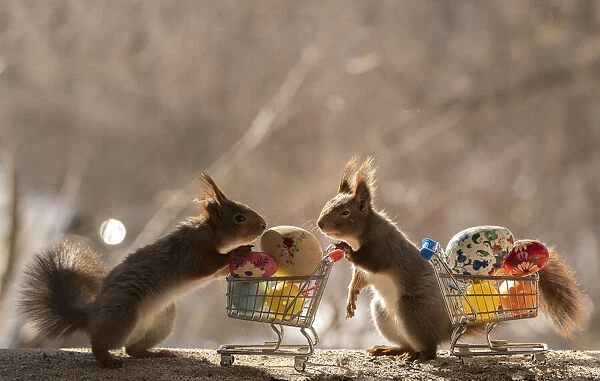 Red Squirrels standing behind shopping cart with eggs