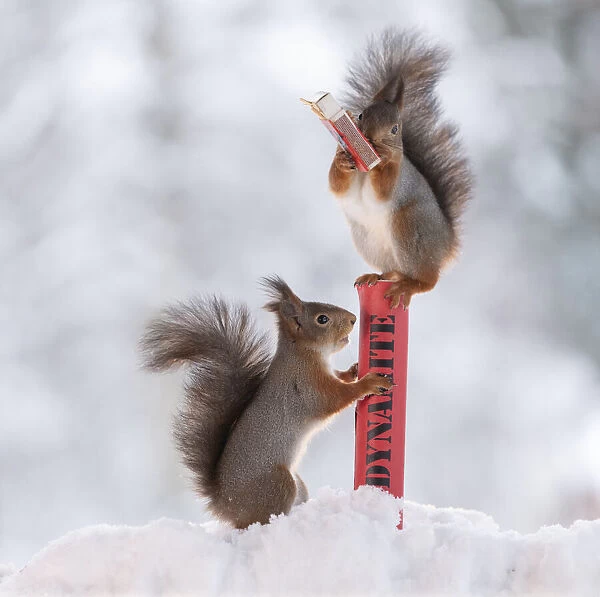 Red squirrels standing in snow and on dynamite