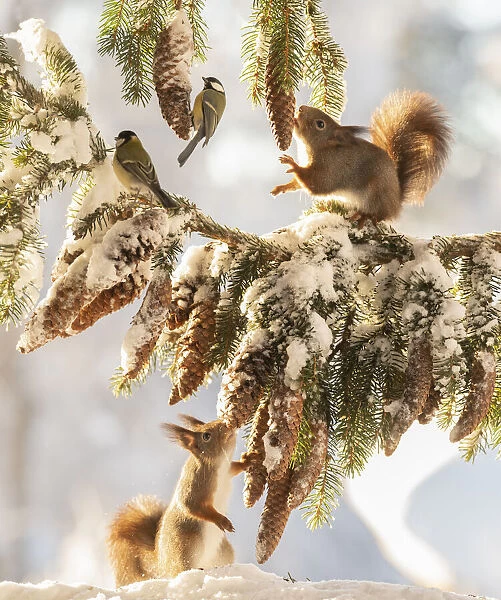 Red squirrels standing on and under a snow pine branch with titmouse