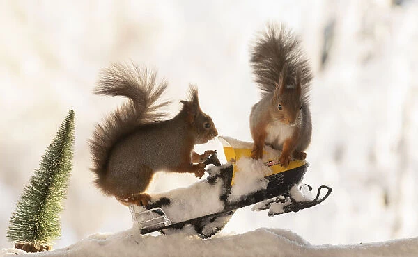 red squirrels standing on a snow scooter on snow