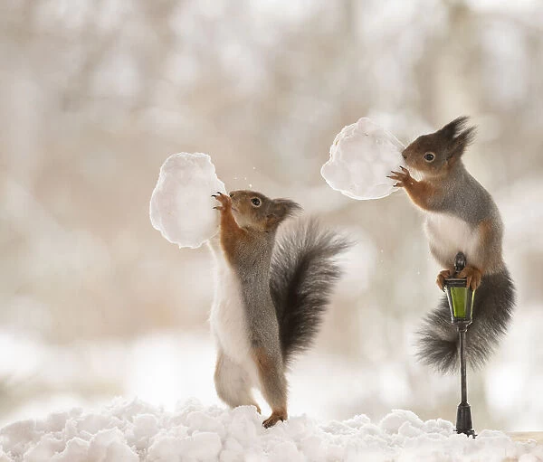 Red squirrels standing with snowball