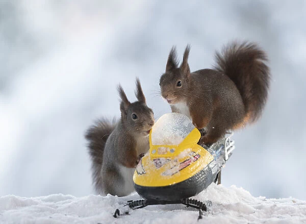 Red squirrels standing on and with a snowmobile