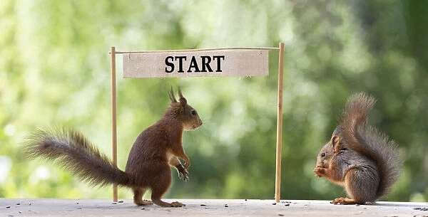 red squirrels standing with a start sign
