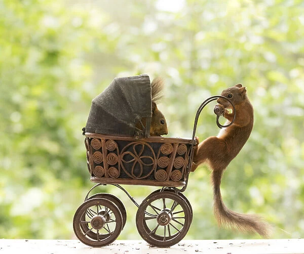 red squirrels are standing with an stroller