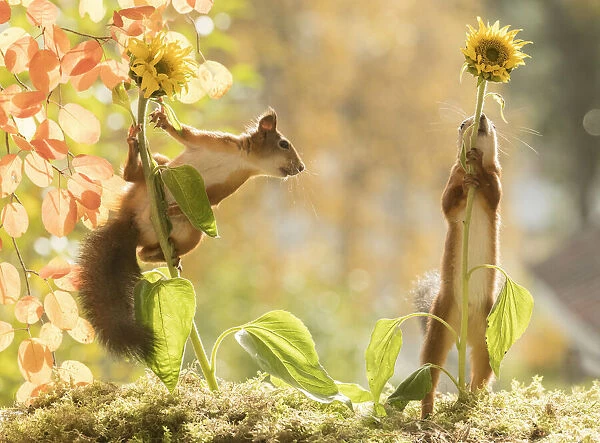 red squirrels standing with sunflowers