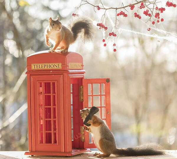 Red Squirrels standing with a telephone booth Date: 26-10-2021