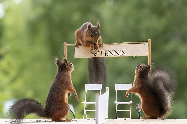 red squirrels standing on a tennis court