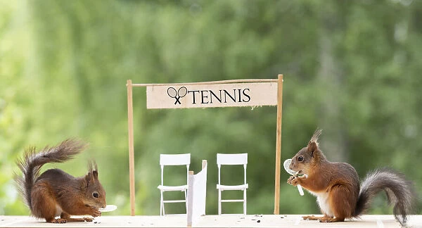 red squirrels standing with an tennis racket on a court
