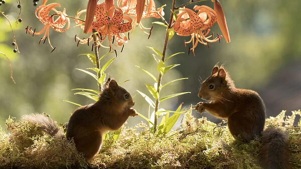 Red Squirrels standing with a tiger lily