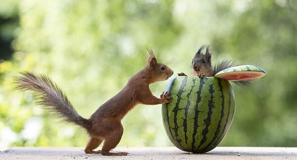 red squirrels standing in a watermelon