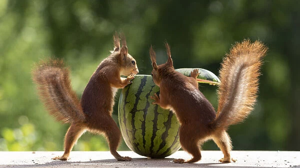 red squirrels standing with an watermelon