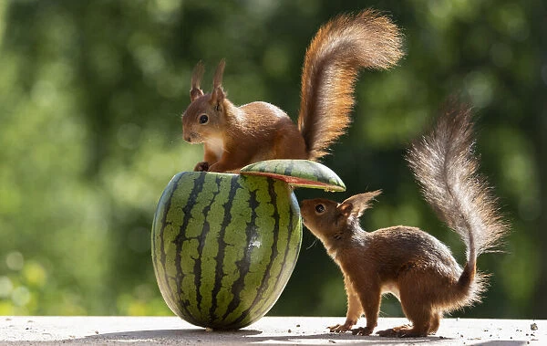 red squirrels standing with a watermelon