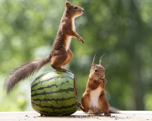 red squirrels standing on an watermelon