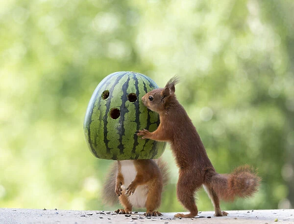red squirrels standing with an watermelon mask