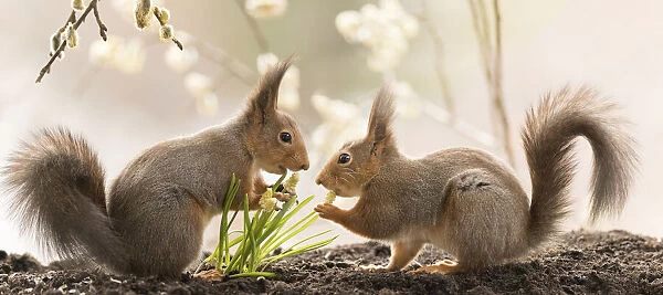 Red Squirrels standing with white Muscari flowers
