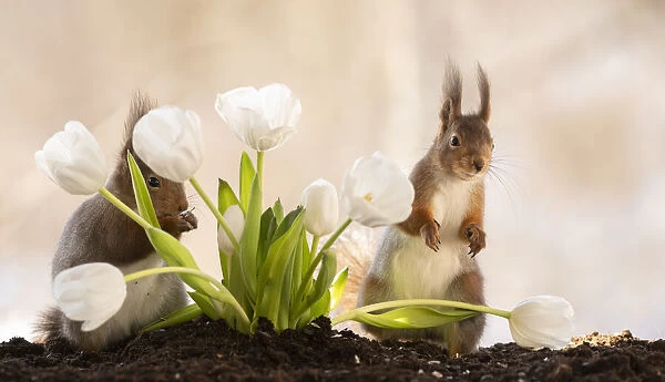 red squirrels standing with white tulips