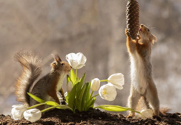 red squirrels standing with white tulips and pinecone