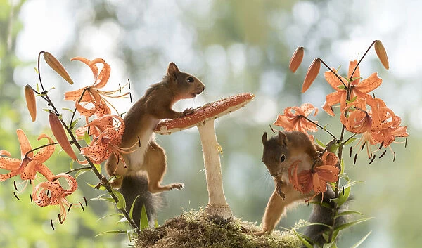 Red Squirrels with tiger lilies and toadstool