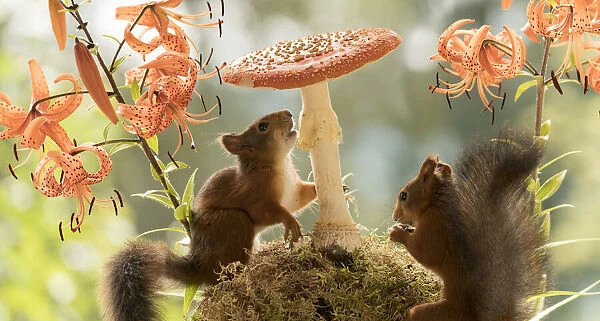 Red Squirrels with tiger lilies and toadstool