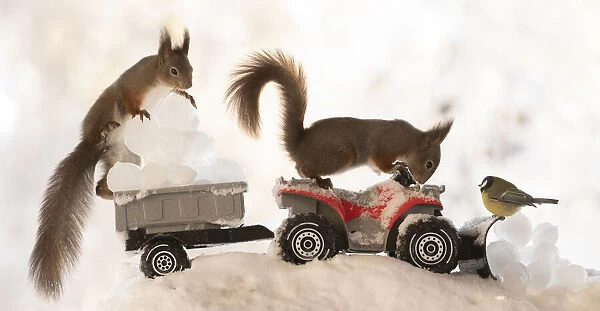 red squirrels and titmouse standing on a Quadbike with ice balls