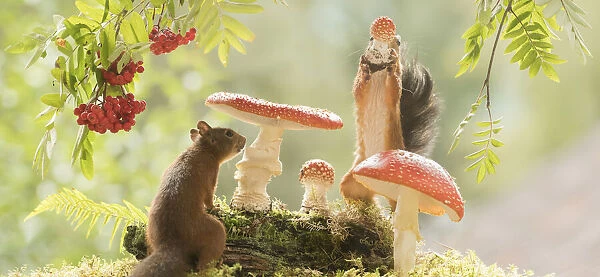 Red Squirrels with a toadstool