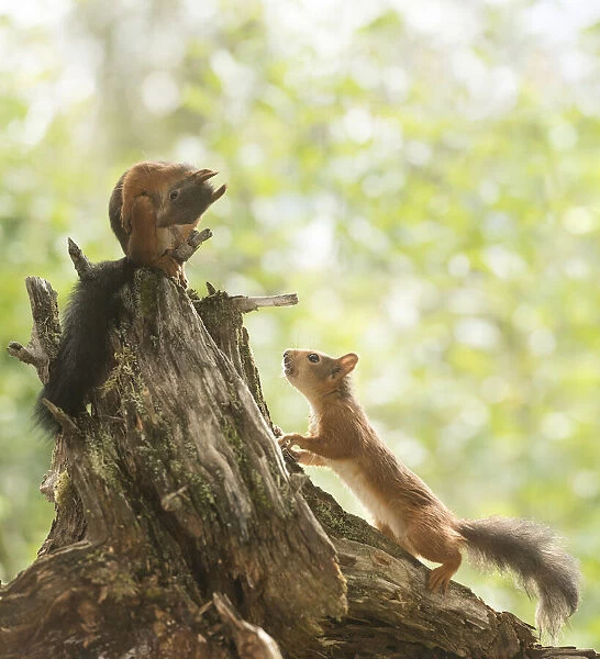 Red Squirrels on a tree trunk