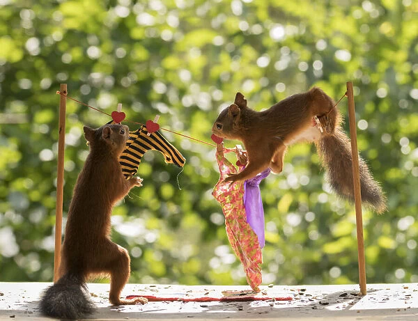 Red Squirrels with a washing line