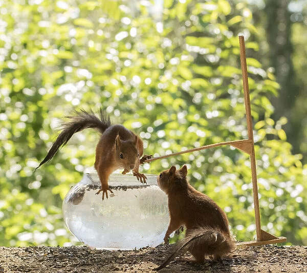 Red Squirrels with water, bowl and diving board