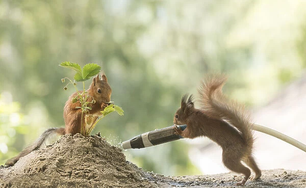 Red Squirrels with water hose and strawberry plant