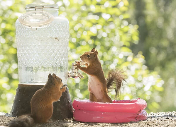 Red Squirrels in a water pool